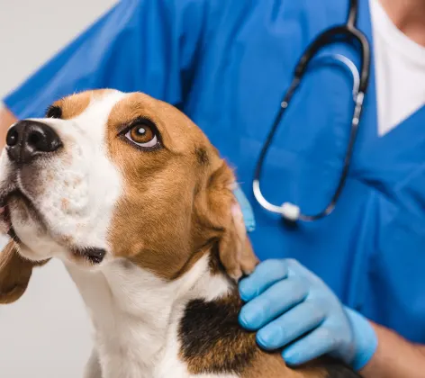 A brown and white beagle being seen by veterinarian in blue uniform